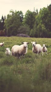 Preview wallpaper sheep, animals, field, grass