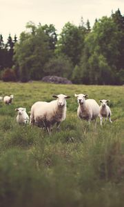 Preview wallpaper sheep, animals, field, grass