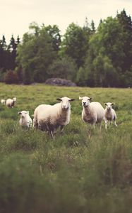 Preview wallpaper sheep, animals, field, grass