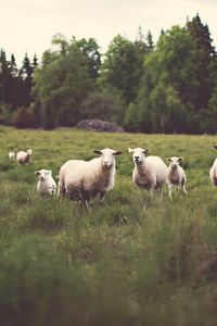 Preview wallpaper sheep, animals, field, grass