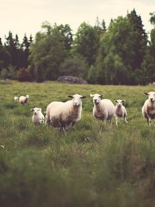 Preview wallpaper sheep, animals, field, grass