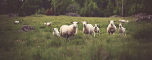 Preview wallpaper sheep, animals, field, grass