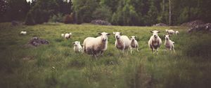 Preview wallpaper sheep, animals, field, grass