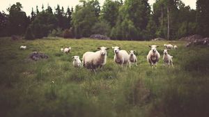 Preview wallpaper sheep, animals, field, grass