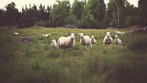 Preview wallpaper sheep, animals, field, grass