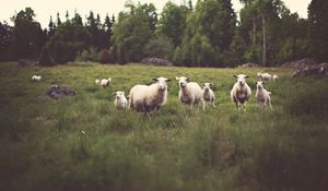 Preview wallpaper sheep, animals, field, grass