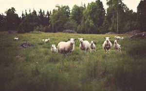 Preview wallpaper sheep, animals, field, grass