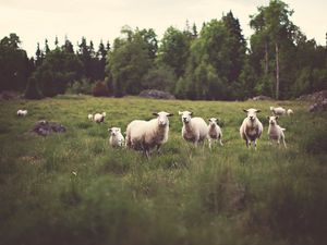 Preview wallpaper sheep, animals, field, grass