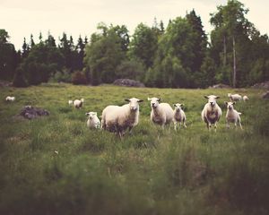 Preview wallpaper sheep, animals, field, grass