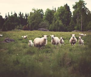 Preview wallpaper sheep, animals, field, grass