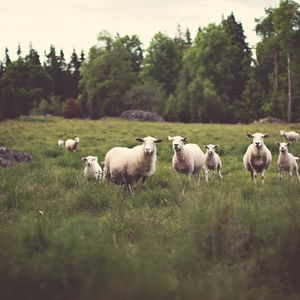 Preview wallpaper sheep, animals, field, grass