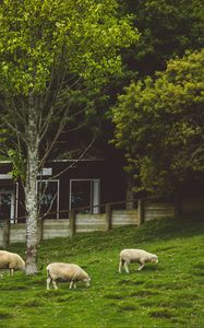 Preview wallpaper sheep, animals, trees, meadow