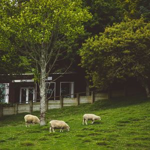 Preview wallpaper sheep, animals, trees, meadow