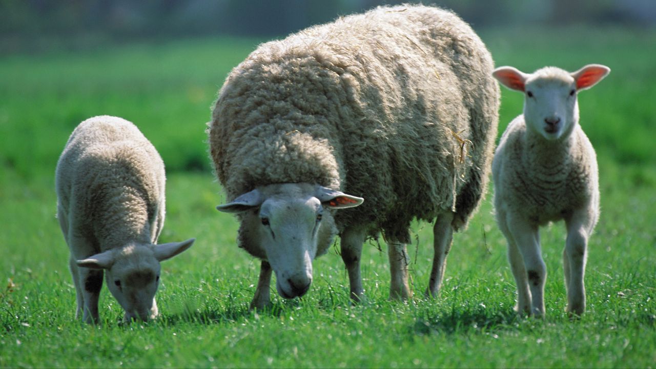 Wallpaper sheep, children, three, pasture