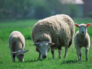 Preview wallpaper sheep, children, three, pasture