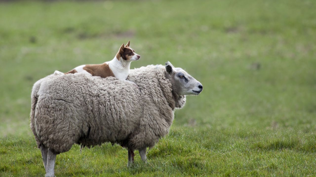 Wallpaper sheep, dog, grass