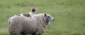 Preview wallpaper sheep, dog, grass
