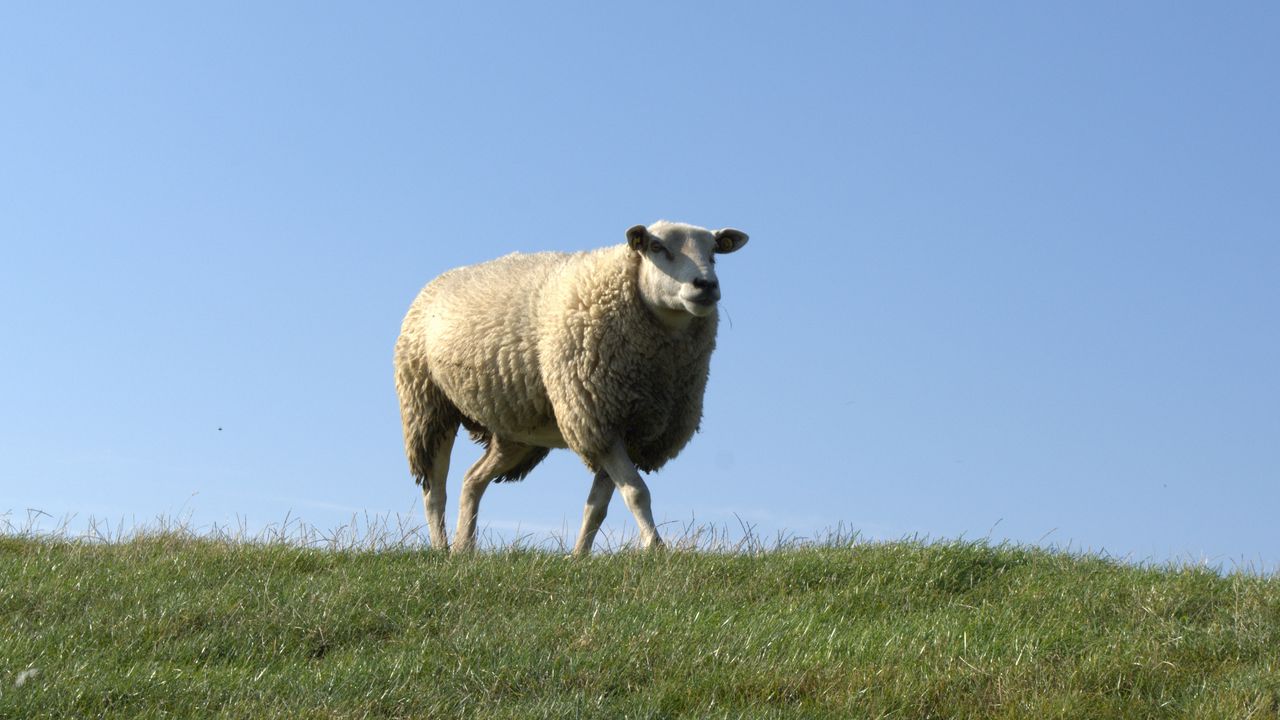 Wallpaper sheep, field, grass, walk