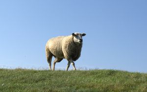 Preview wallpaper sheep, field, grass, walk