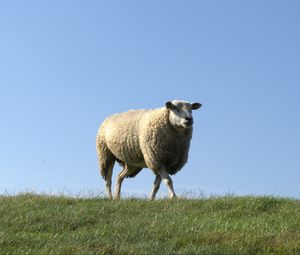 Preview wallpaper sheep, field, grass, walk