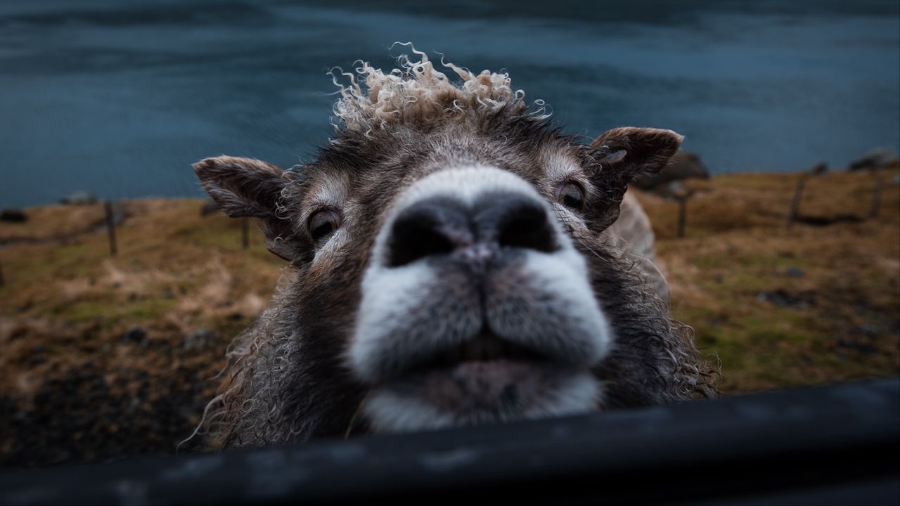 Wallpaper sheep, funny, animal, cute, peeking