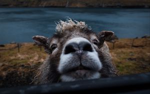 Preview wallpaper sheep, funny, animal, cute, peeking