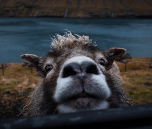 Preview wallpaper sheep, funny, animal, cute, peeking