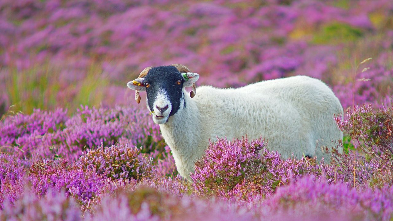 Wallpaper sheep, grass, flowers, lilac