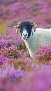 Preview wallpaper sheep, grass, flowers, lilac