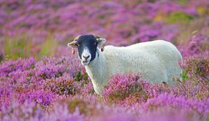 Preview wallpaper sheep, grass, flowers, lilac