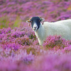 Preview wallpaper sheep, grass, flowers, lilac