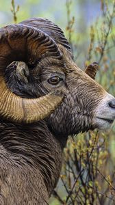 Preview wallpaper sheep, grass, horn, head