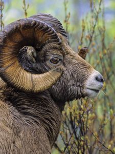 Preview wallpaper sheep, grass, horn, head