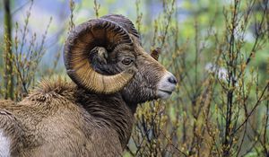 Preview wallpaper sheep, grass, horn, head