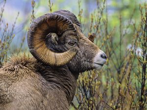 Preview wallpaper sheep, grass, horn, head