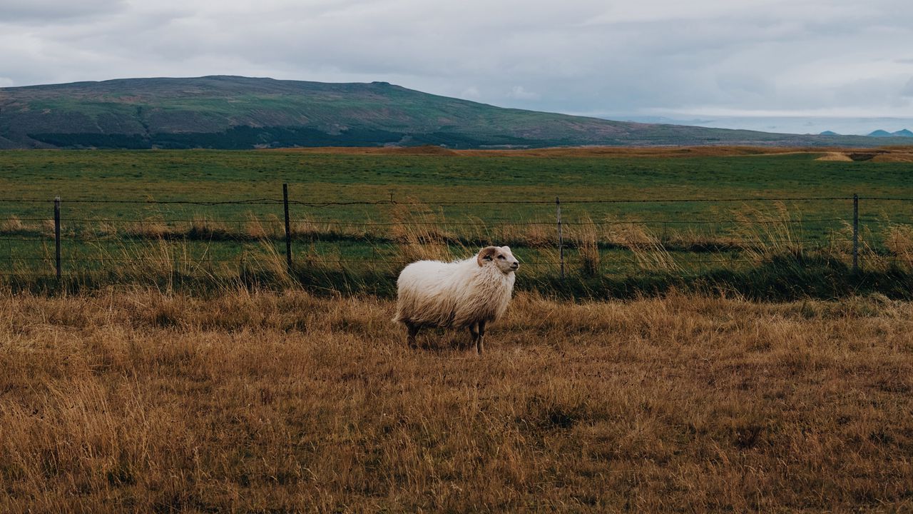 Wallpaper sheep, grass, pasture