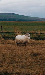 Preview wallpaper sheep, grass, pasture