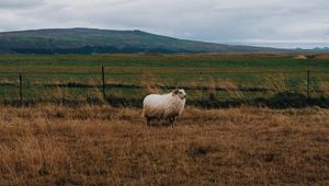 Preview wallpaper sheep, grass, pasture