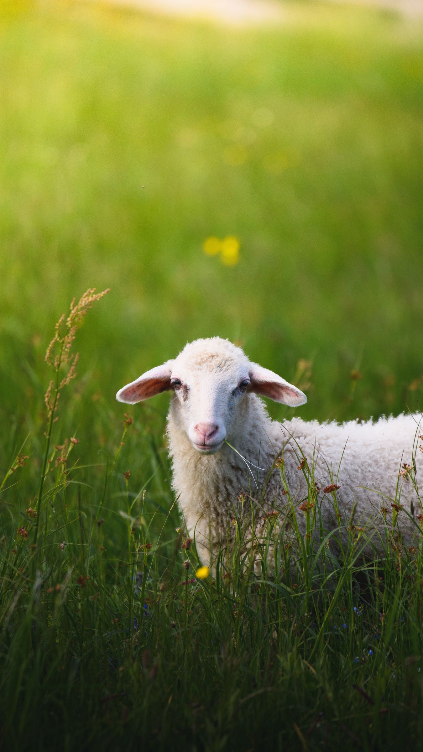 2000 Free Lamb  Sheep Images  Pixabay