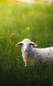 Preview wallpaper sheep, grass, summer, walk