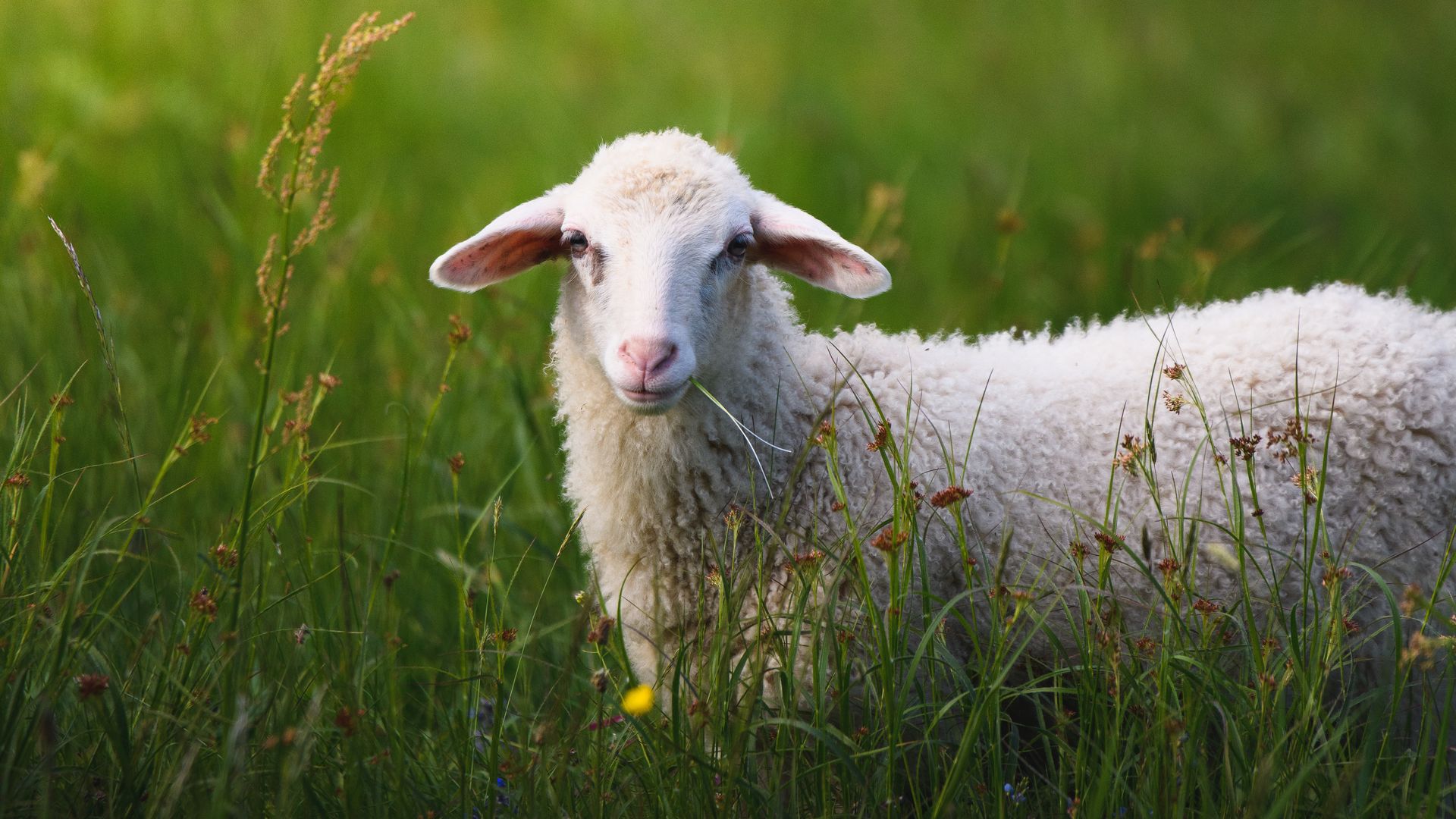 Download wallpaper 1920x1080 sheep, grass, summer, walk full hd, hdtv ...