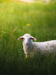 Preview wallpaper sheep, grass, summer, walk