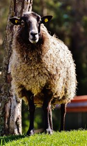 Preview wallpaper sheep, hair, grass