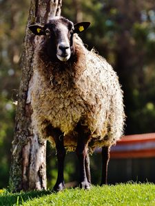 Preview wallpaper sheep, hair, grass