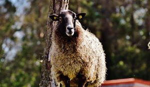 Preview wallpaper sheep, hair, grass