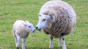 Preview wallpaper sheep, lamb, wool, mother
