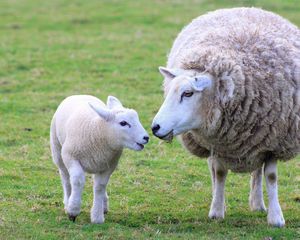 Preview wallpaper sheep, lamb, wool, mother