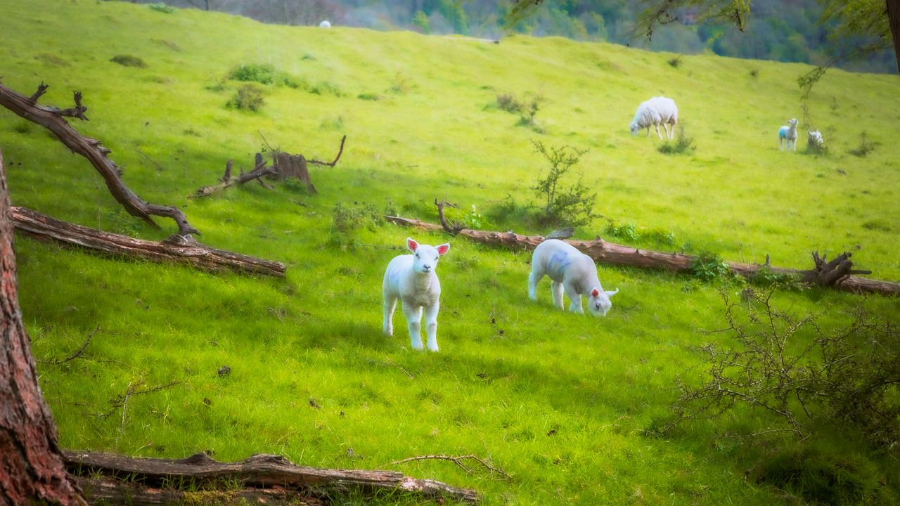 Wallpaper sheep, lambs, animals, meadow