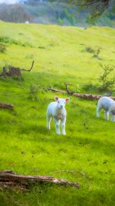 Preview wallpaper sheep, lambs, animals, meadow