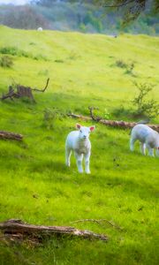 Preview wallpaper sheep, lambs, animals, meadow